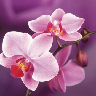 Timanttimaalaus Orkidean oksa (38 x 27 cm)(WD038)