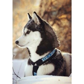 Timanttimaalaus Husky (19 x 27 cm) (DE466)