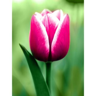 Timanttimaalaus Tulppaani (15 x 20 cm) (WD300)